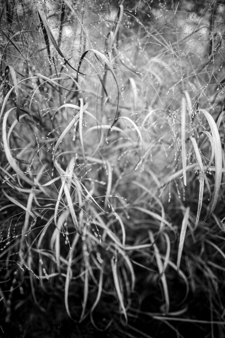 Copyright © Jean-Michel Laurenti. All Rights Reserved.