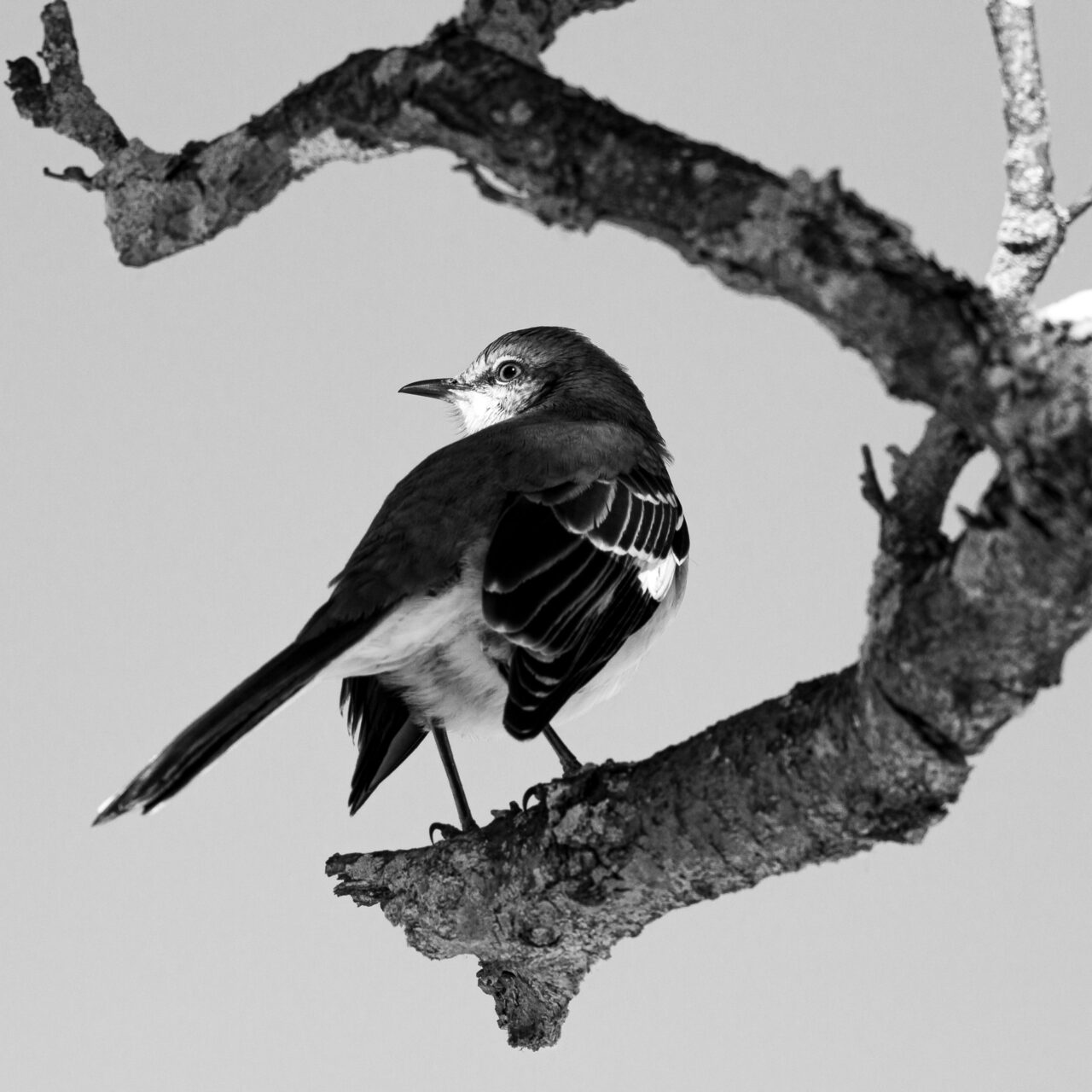 Copyright © Jean-Michel Laurenti. All Rights Reserved.