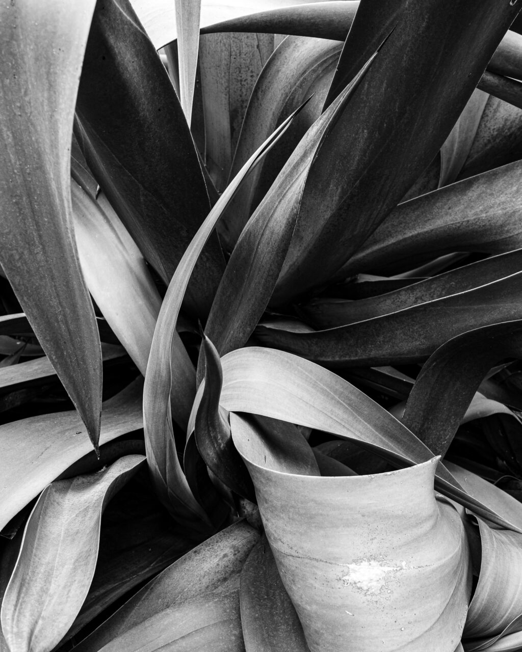 Copyright © Jean-Michel Laurenti. All Rights Reserved.