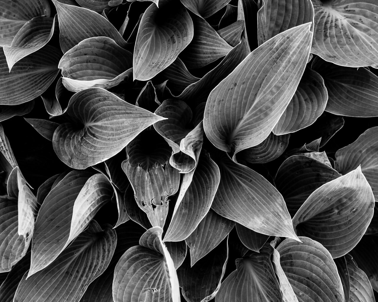 Copyright © Jean-Michel Laurenti. All Rights Reserved.