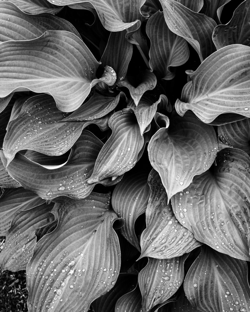 Copyright © Jean-Michel Laurenti. All Rights Reserved.