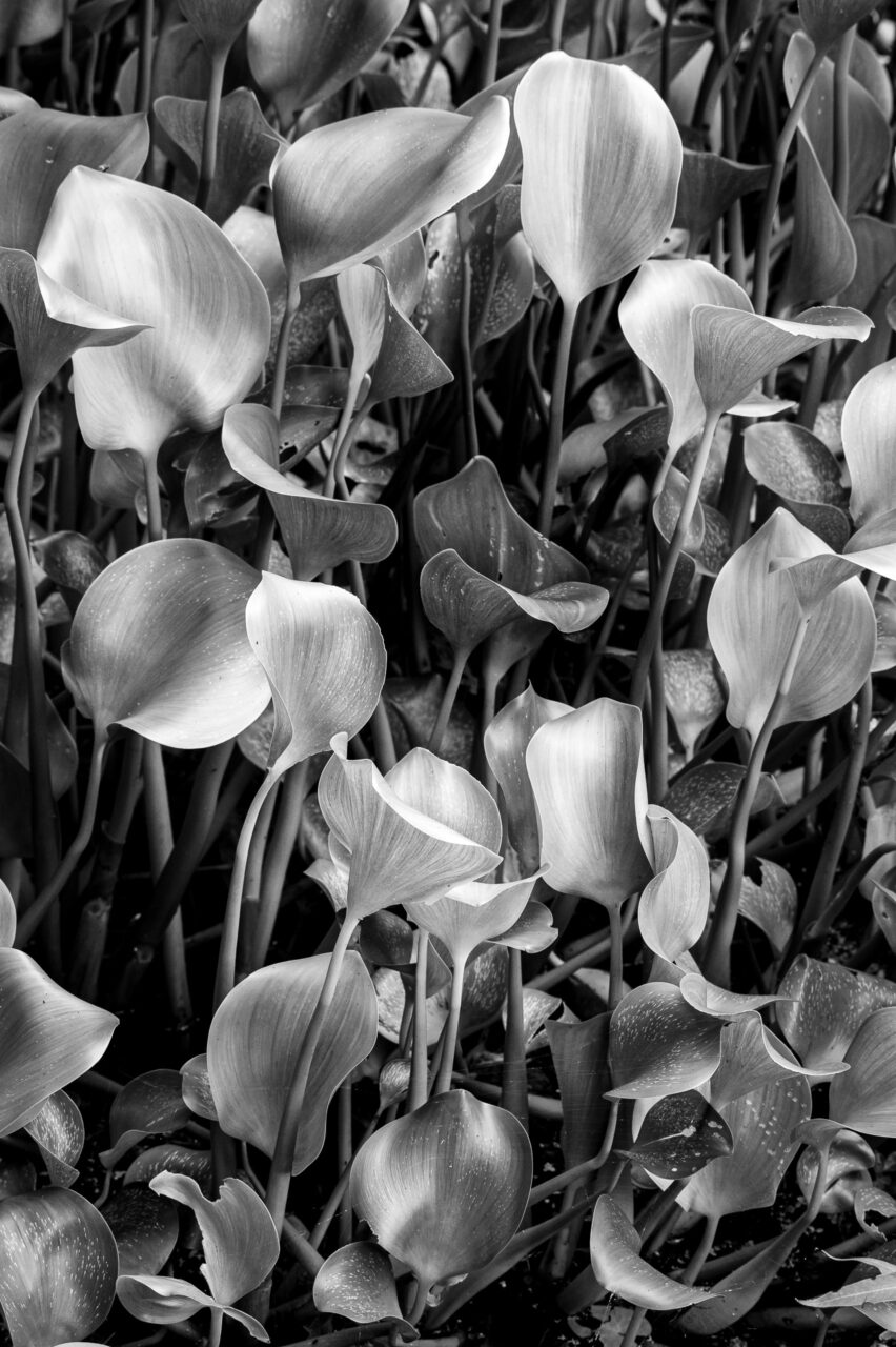 Copyright © Jean-Michel Laurenti. All Rights Reserved.