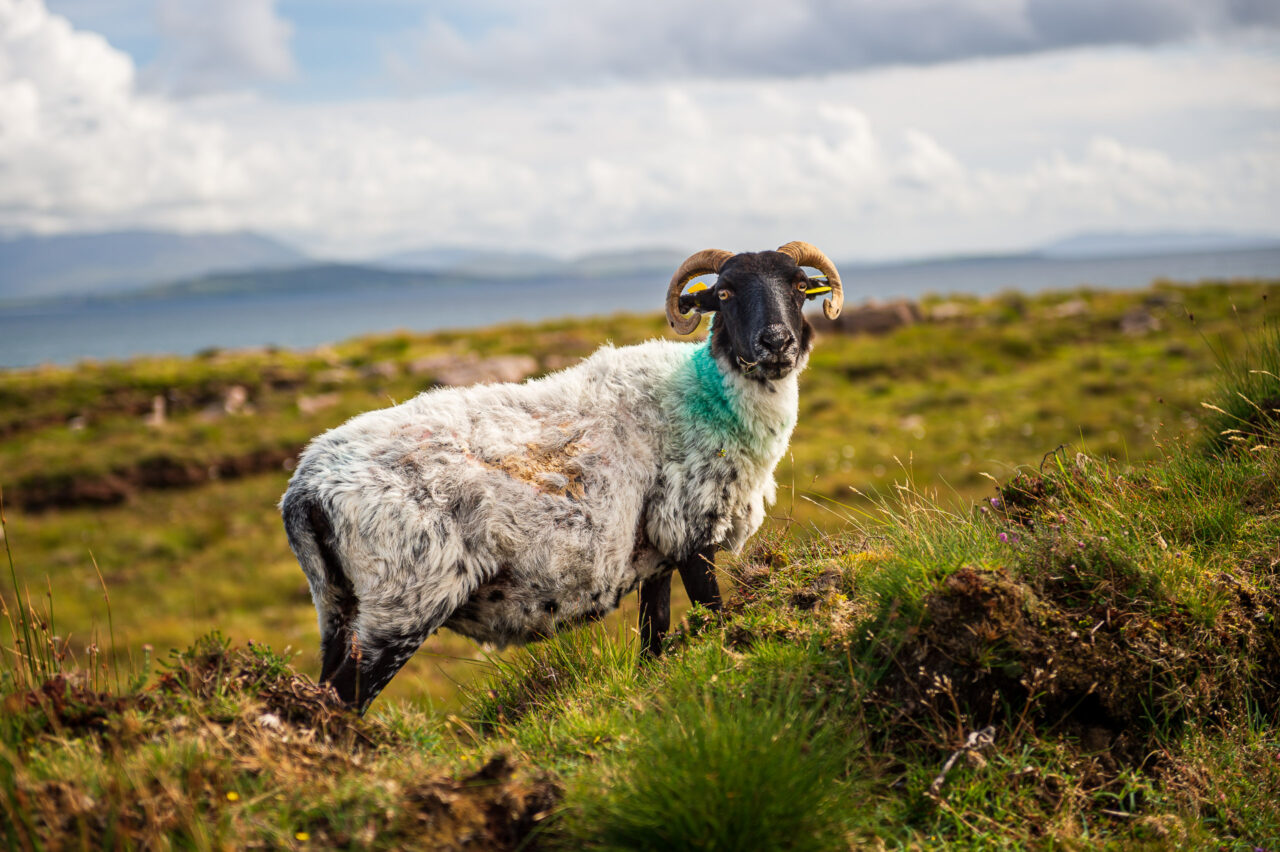  Copyright © Jean-Michel Laurenti. All Rights Reserved.