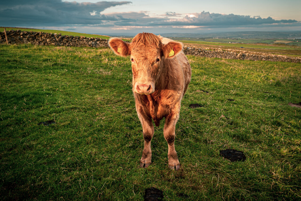  Copyright © Jean-Michel Laurenti. All Rights Reserved.