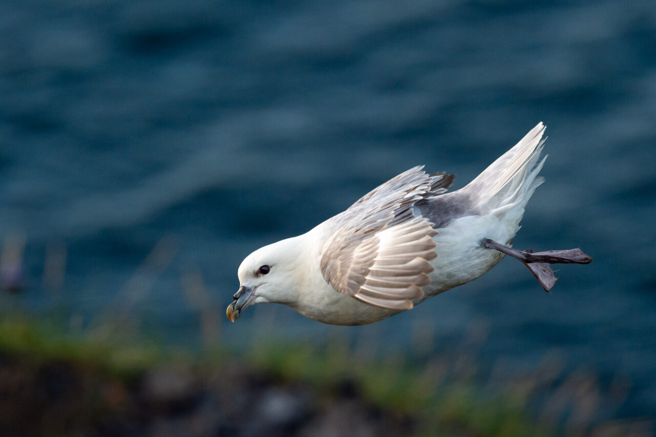  Copyright © Jean-Michel Laurenti. All Rights Reserved.