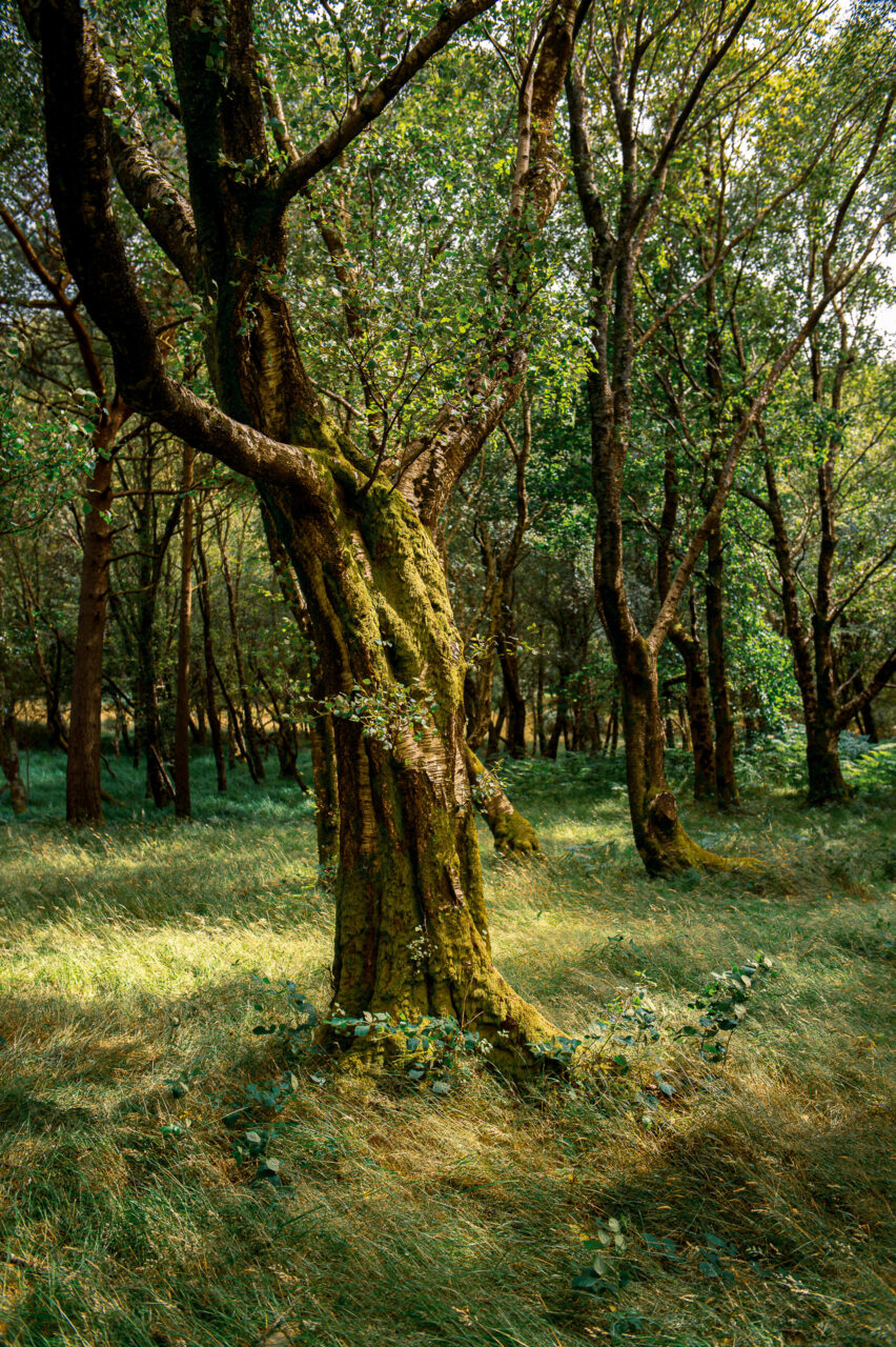  Copyright © Jean-Michel Laurenti. All Rights Reserved.