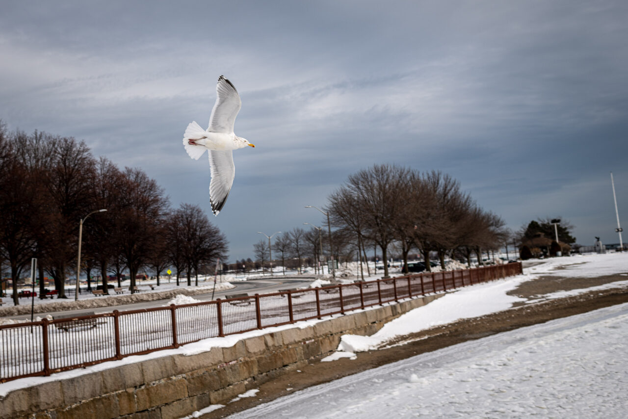  Copyright © Jean-Michel Laurenti. All Rights Reserved.