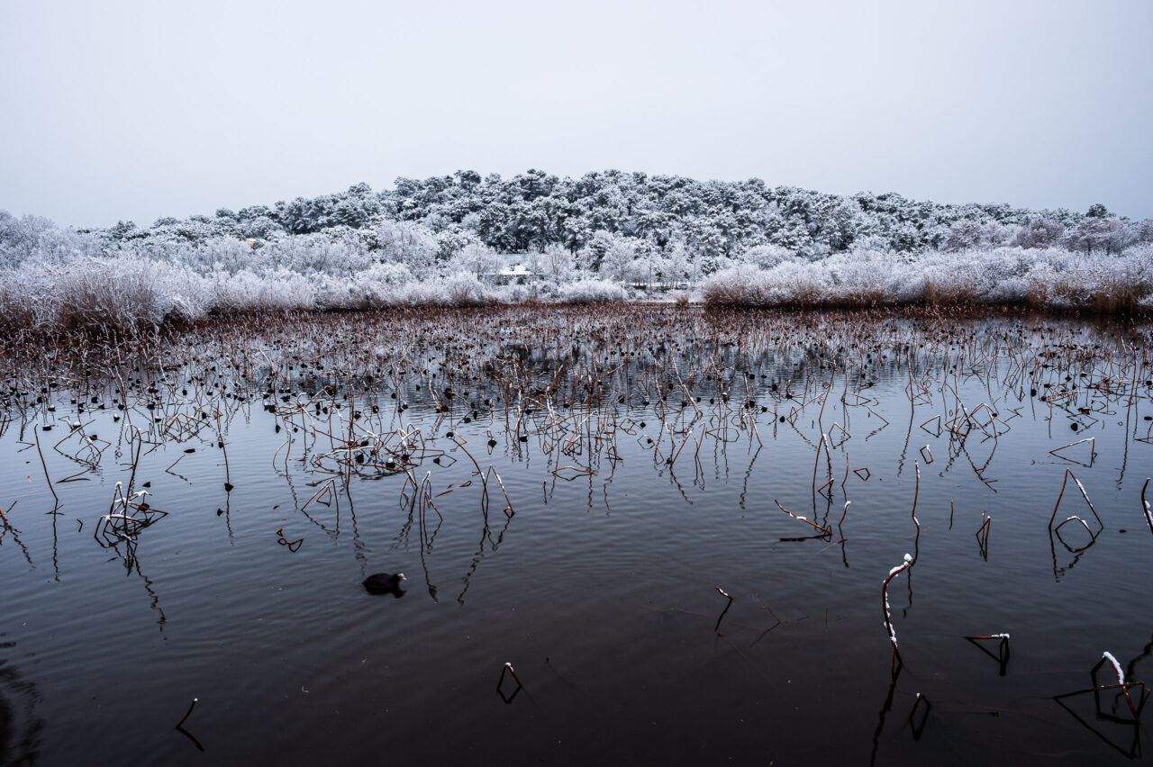 Copyright © Jean-Michel Laurenti. All Rights Reserved.