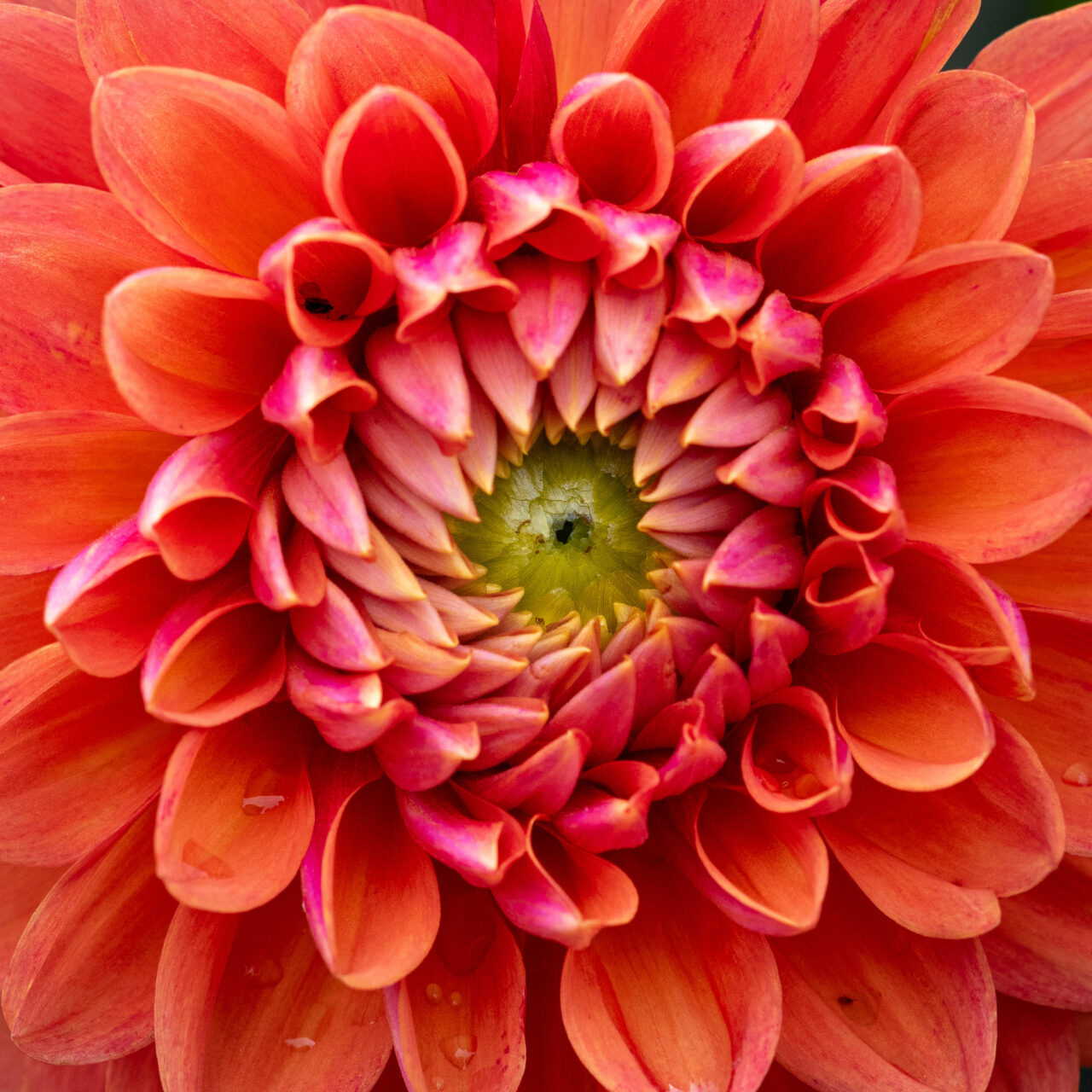 Copyright © Jean-Michel Laurenti. All Rights Reserved.