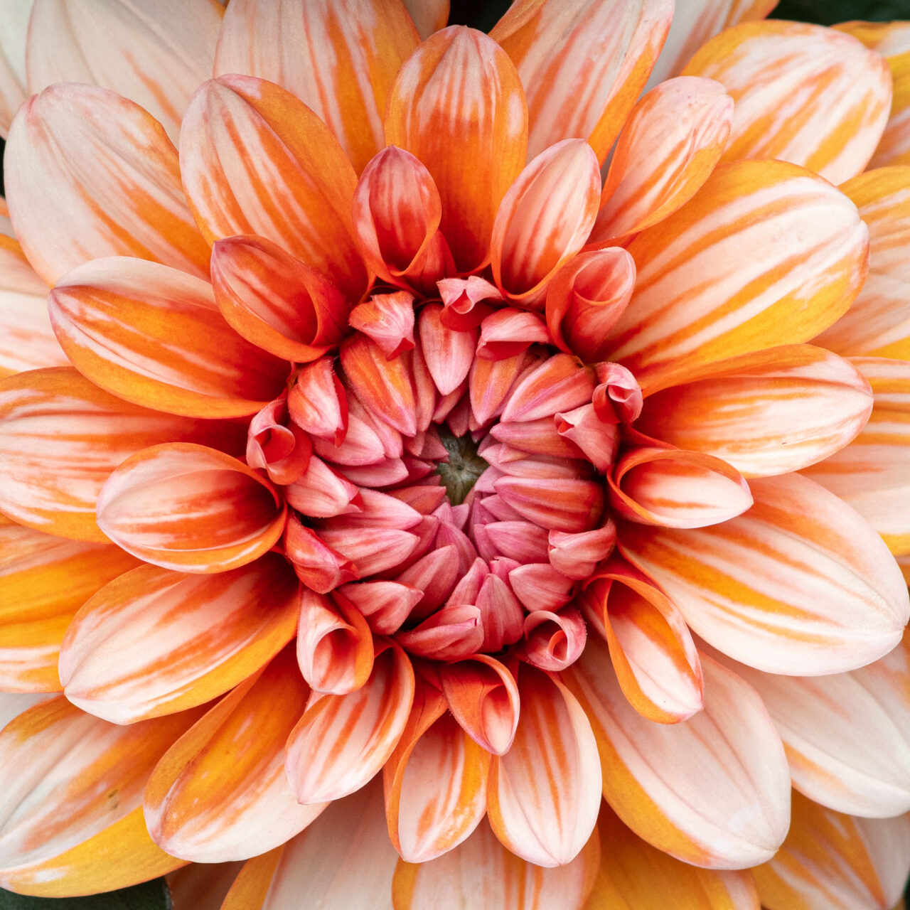 Copyright © Jean-Michel Laurenti. All Rights Reserved.